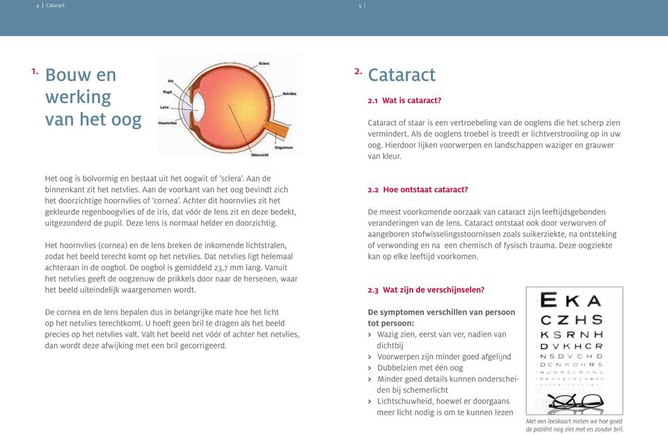 Aan de binnenkant zit het netvlies. Aan de voorkant van het oog bevindt zich het doorzichtige hoornvlies of cornea.