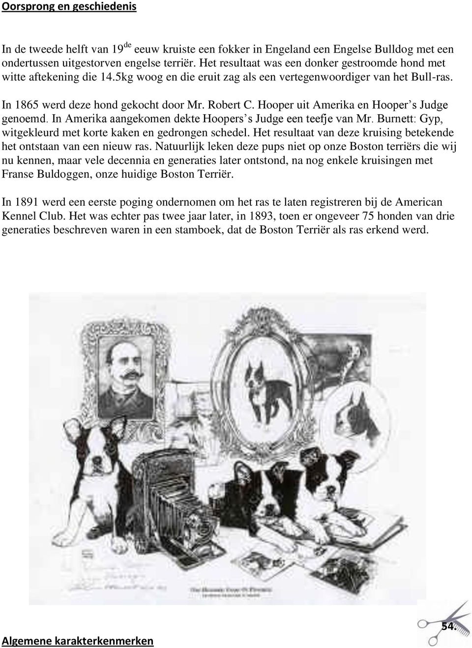 Hooper uit Amerika en Hooper s Judge genoemd. In Amerika aangekomen dekte Hoopers s Judge een teefje van Mr. Burnett: Gyp, witgekleurd met korte kaken en gedrongen schedel.