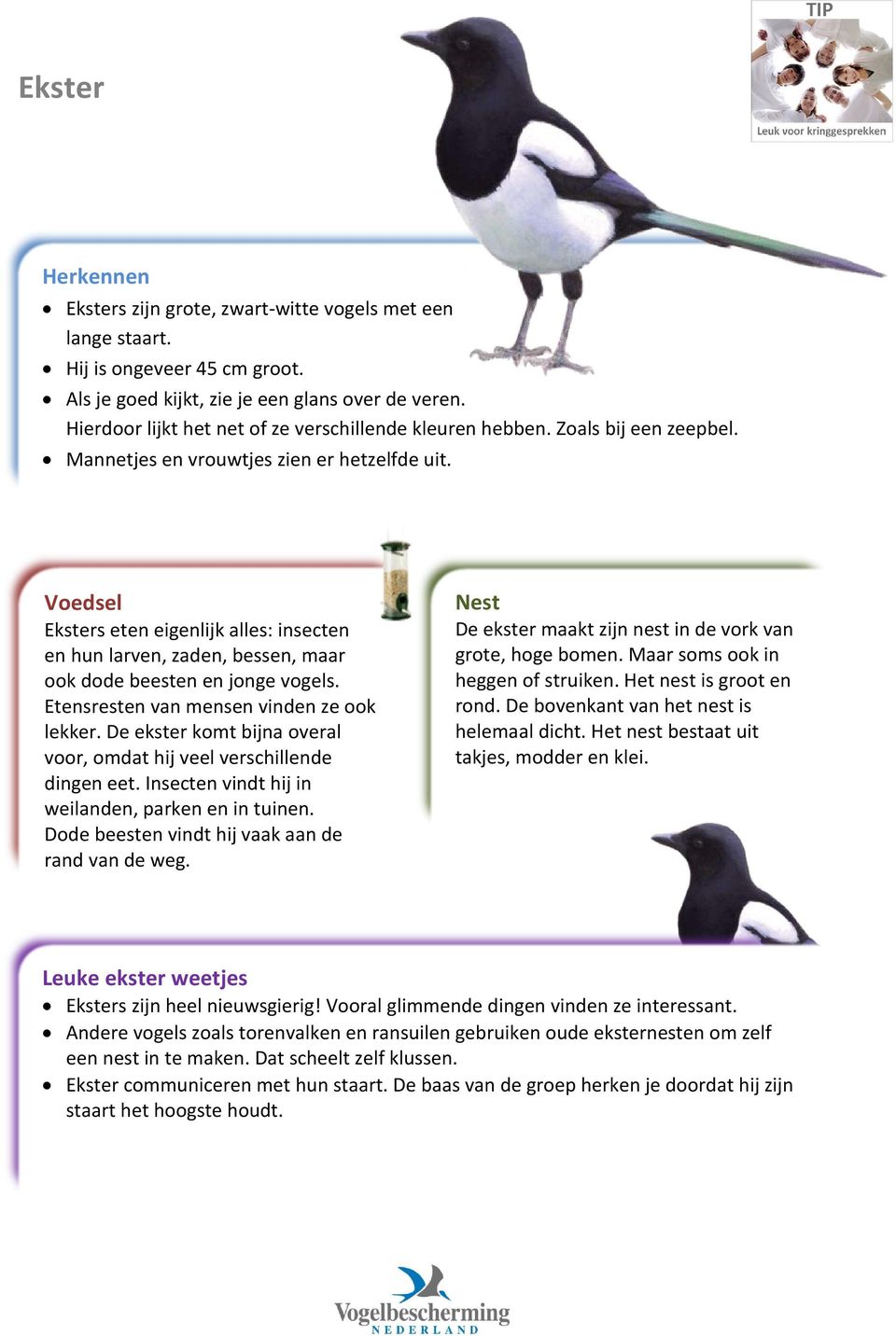 Eksters eten eigenlijk alles: insecten en hun larven, zaden, bessen, maar ook dode beesten en jonge vogels. Etensresten van mensen vinden ze ook lekker.