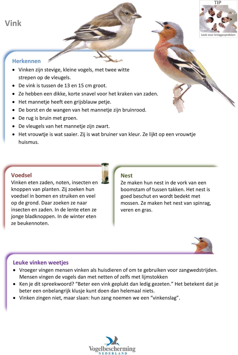 Zij is wat bruiner van kleur. Ze lijkt op een vrouwtje huismus. Vinken eten zaden, noten, insecten en knoppen van planten. Zij zoeken hun voedsel in bomen en struiken en veel op de grond.