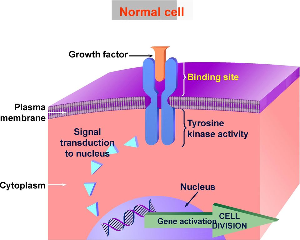 membrane Signal transduction to nucleus