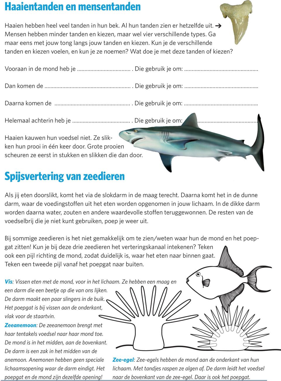 Die gebruik je om:.. Dan komen de.. Die gebruik je om:.. Daarna komen de. Die gebruik je om:.. Helemaal achterin heb je. Die gebruik je om:.. Haaien kauwen hun voedsel niet.
