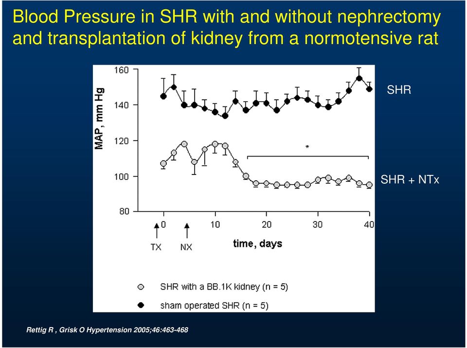 from a normotensive rat SHR SHR + NTx