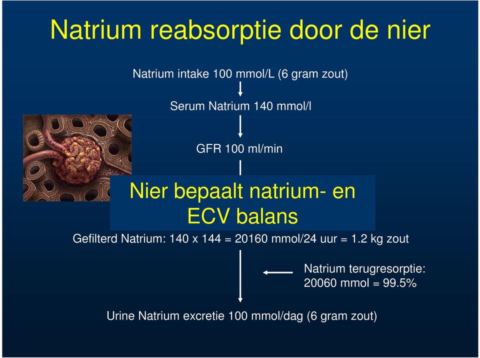 balans Gefilterd Natrium: 140 x 144 = 20160 mmol/24 uur = 1.