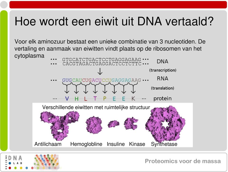 De vertaling en aanmaak van eiwitten vindt plaats op de ribosomen van