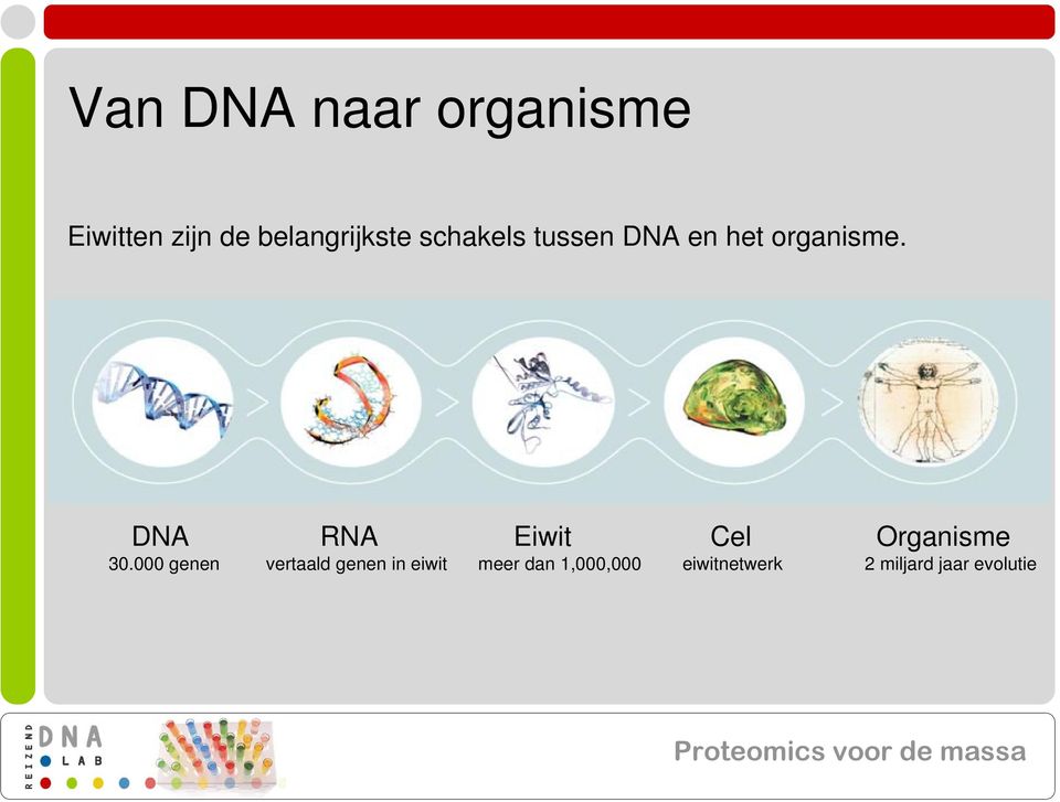 DNA RNA Eiwit Cel Organisme 30.