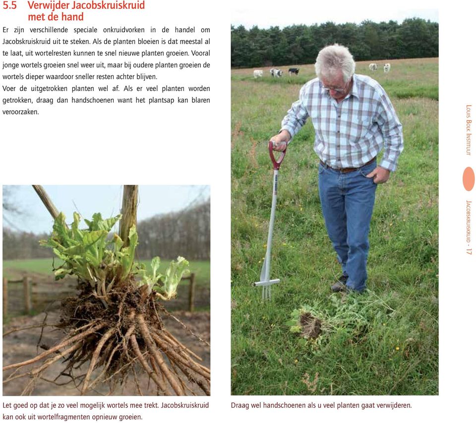 Vooral jonge wortels groeien snel weer uit, maar bij oudere planten groeien de wortels dieper waardoor sneller resten achter blijven. Voer de uitgetrokken planten wel af.