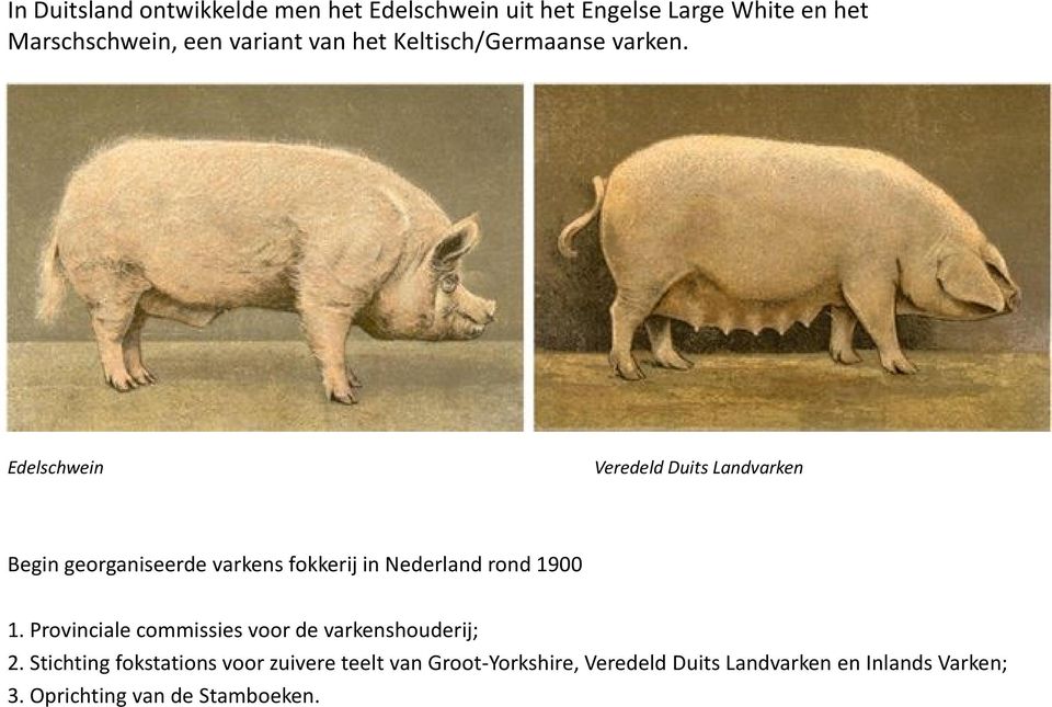 Edelschwein Veredeld Duits Landvarken Begin georganiseerde varkens fokkerij in Nederland rond 1900 1.