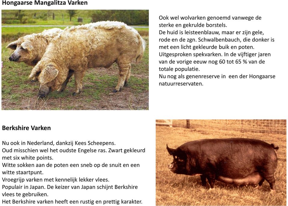 Nu nog als genenreserve in een der Hongaarse natuurreservaten. Berkshire Varken Nu ook in Nederland, dankzij Kees Scheepens. Oud misschien wel het oudste Engelse ras.