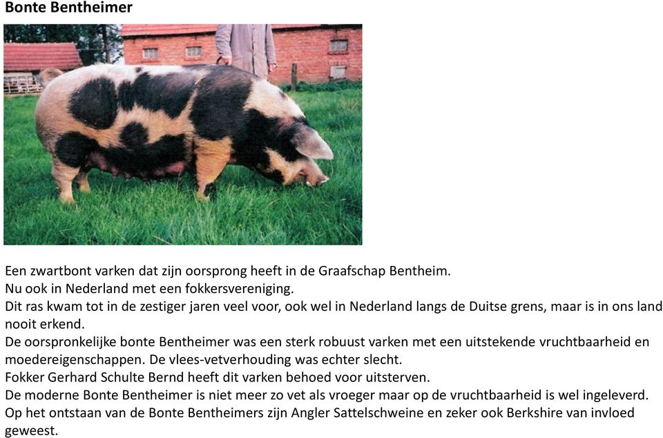 De oorspronkelijke bonte Bentheimerwas een sterk robuust varken met een uitstekende vruchtbaarheid en moedereigenschappen. De vlees-vetverhoudingwas echter slecht.