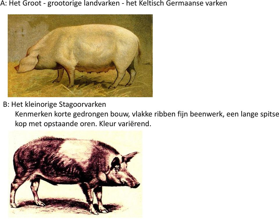 Stagoorvarken Kenmerken korte gedrongen bouw, vlakke ribben