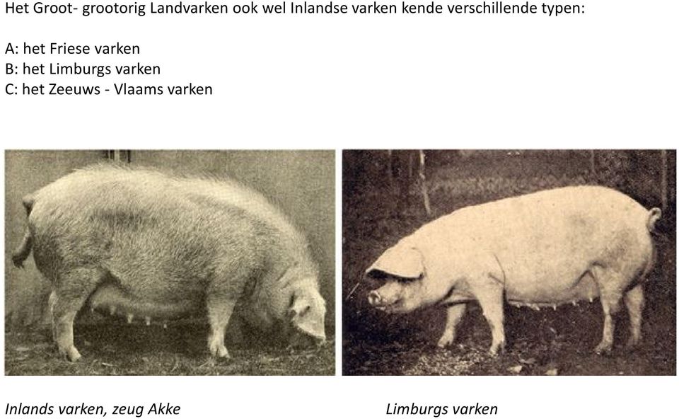 varken B: het Limburgs varken C: het Zeeuws