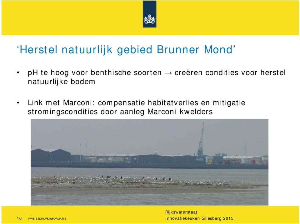 bodem Link met Marconi: compensatie habitatverlies en mitigatie