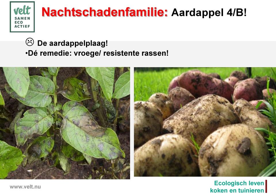 De aardappelplaag!