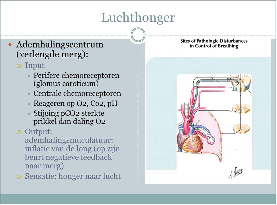 sterkte prikkel dan daling O2 Output: ademhalingsmuculatuur: inflatie van de