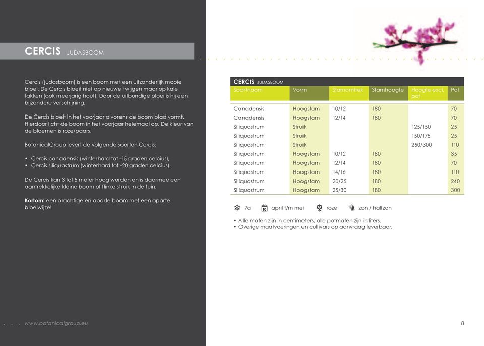 De kleur van de bloemen is roze/paars. BotanicalGroup levert de volgende soorten Cercis: Cercis canadensis (winterhard tot -15 graden celcius), Cercis siliquastrum (winterhard tot -20 graden celcius).