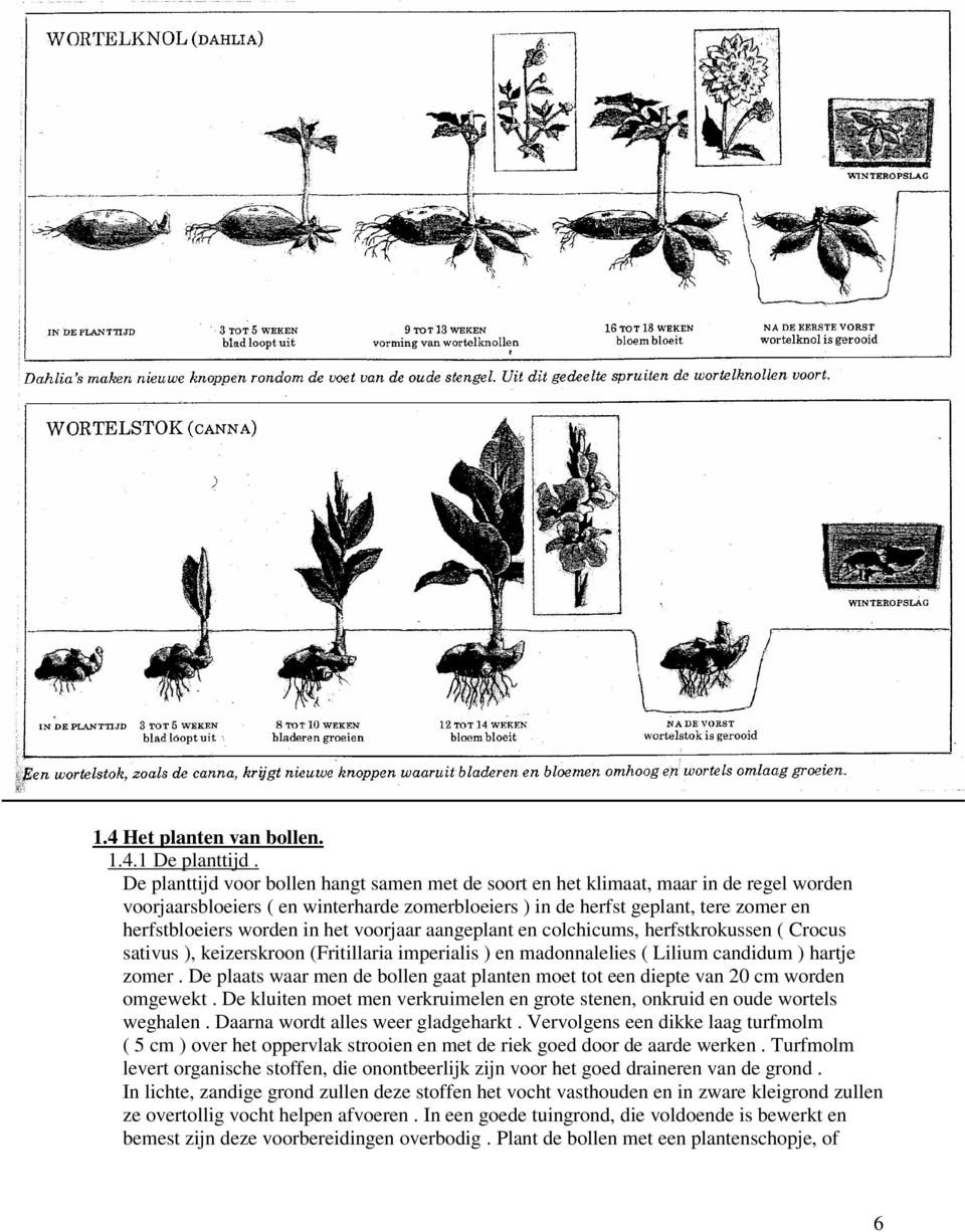 in het voorjaar aangeplant en colchicums, herfstkrokussen ( Crocus sativus ), keizerskroon (Fritillaria imperialis ) en madonnalelies ( Lilium candidum ) hartje zomer.