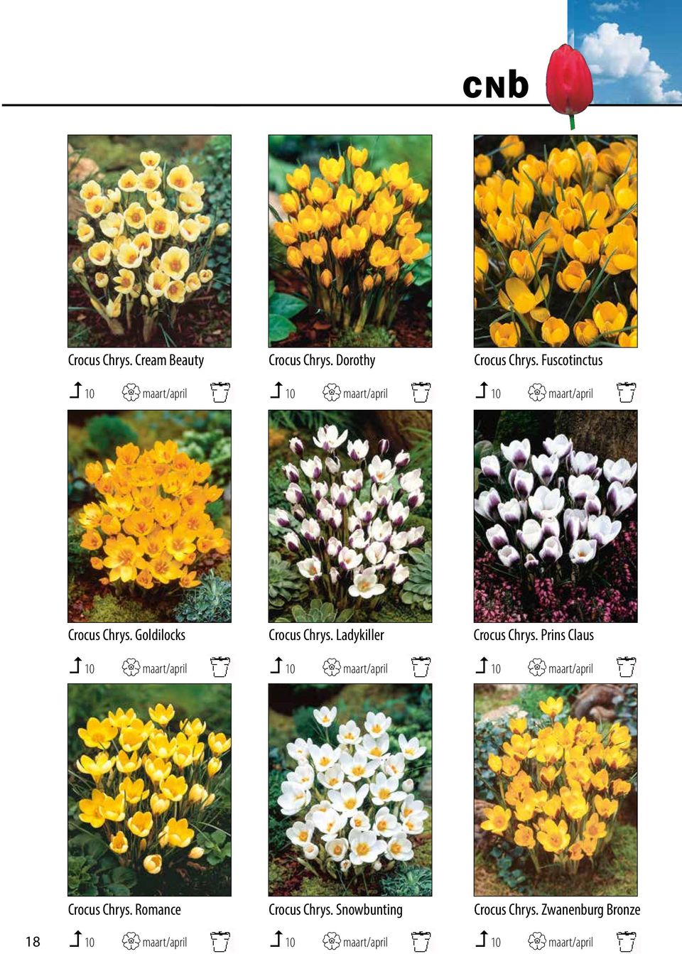 Van sommige 10 cultivars maart/april heeft ook promotiemateriaal. 10 maart/april Heeft 0252-431 Crocus 431 Chrys. Goldilocks Crocus Chrys.