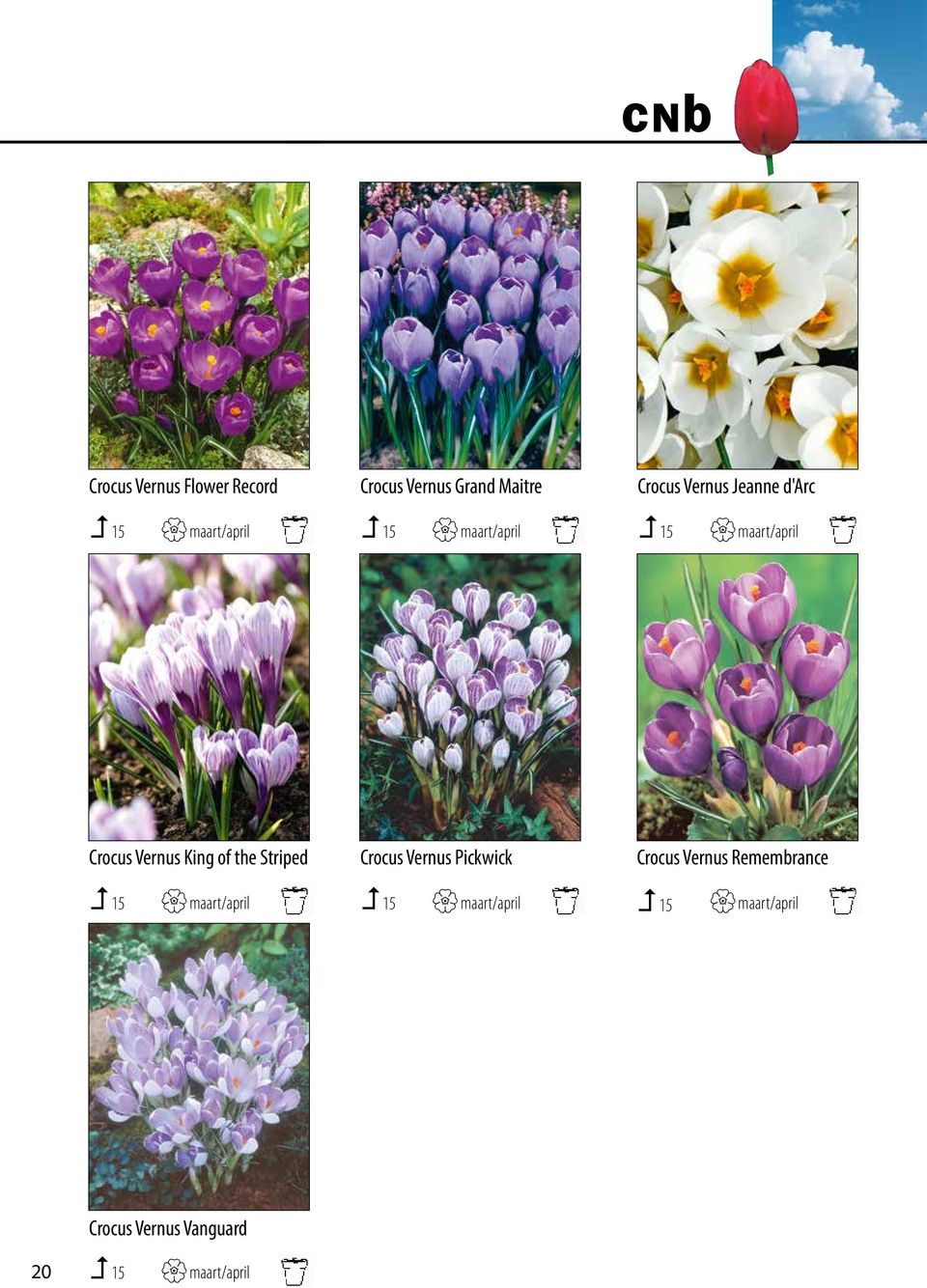 foto s 15 kunt u bij maart/april opvragen. Van sommige 15 cultivars maart/april heeft ook promotiemateriaal.