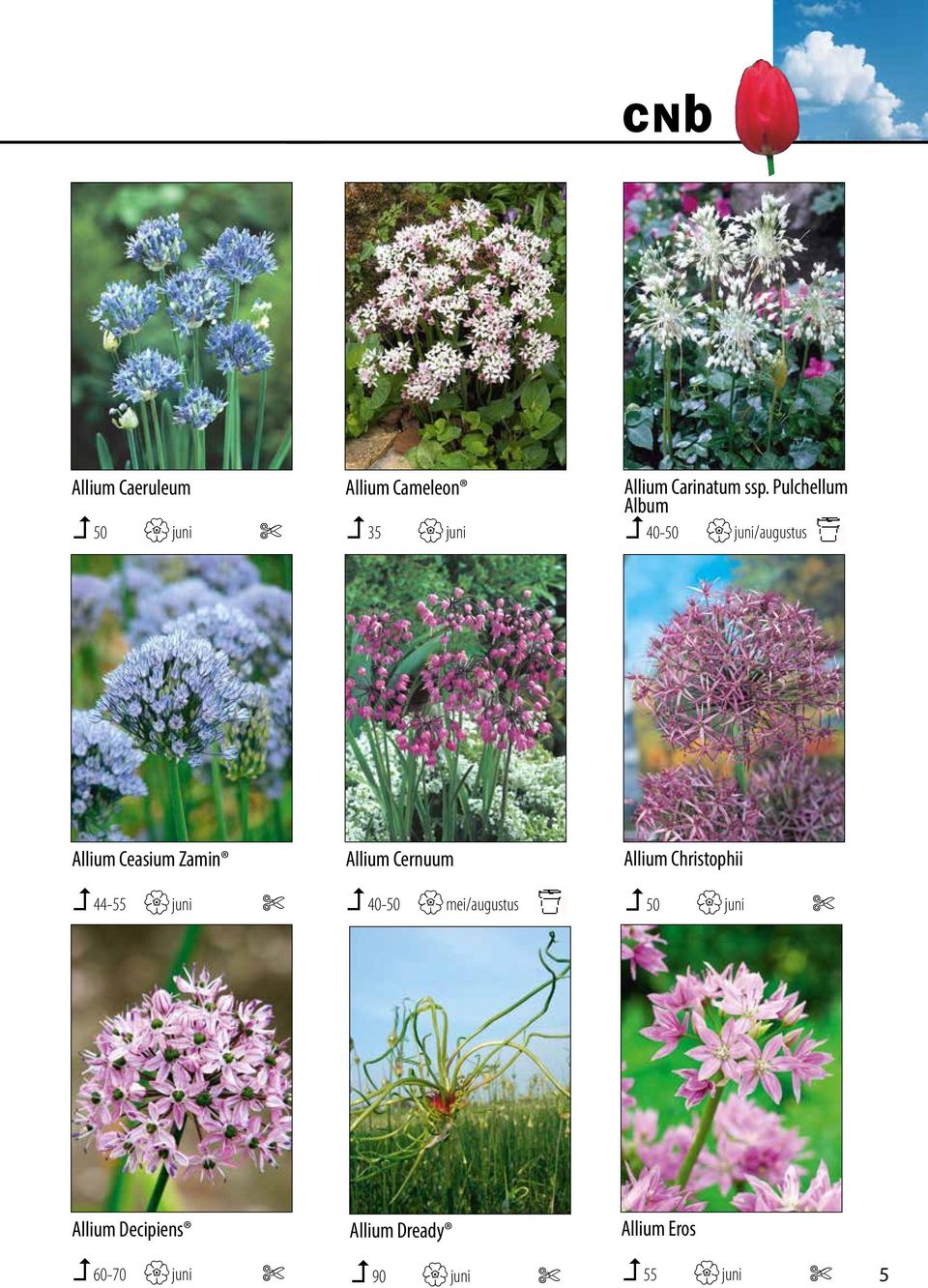 Pulchellum Album beschikbaarheid 50 De foto s kunt u juni 35 bij opvragen. Van sommige juni 40-50 cultivars heeft ook promotiemateriaal.