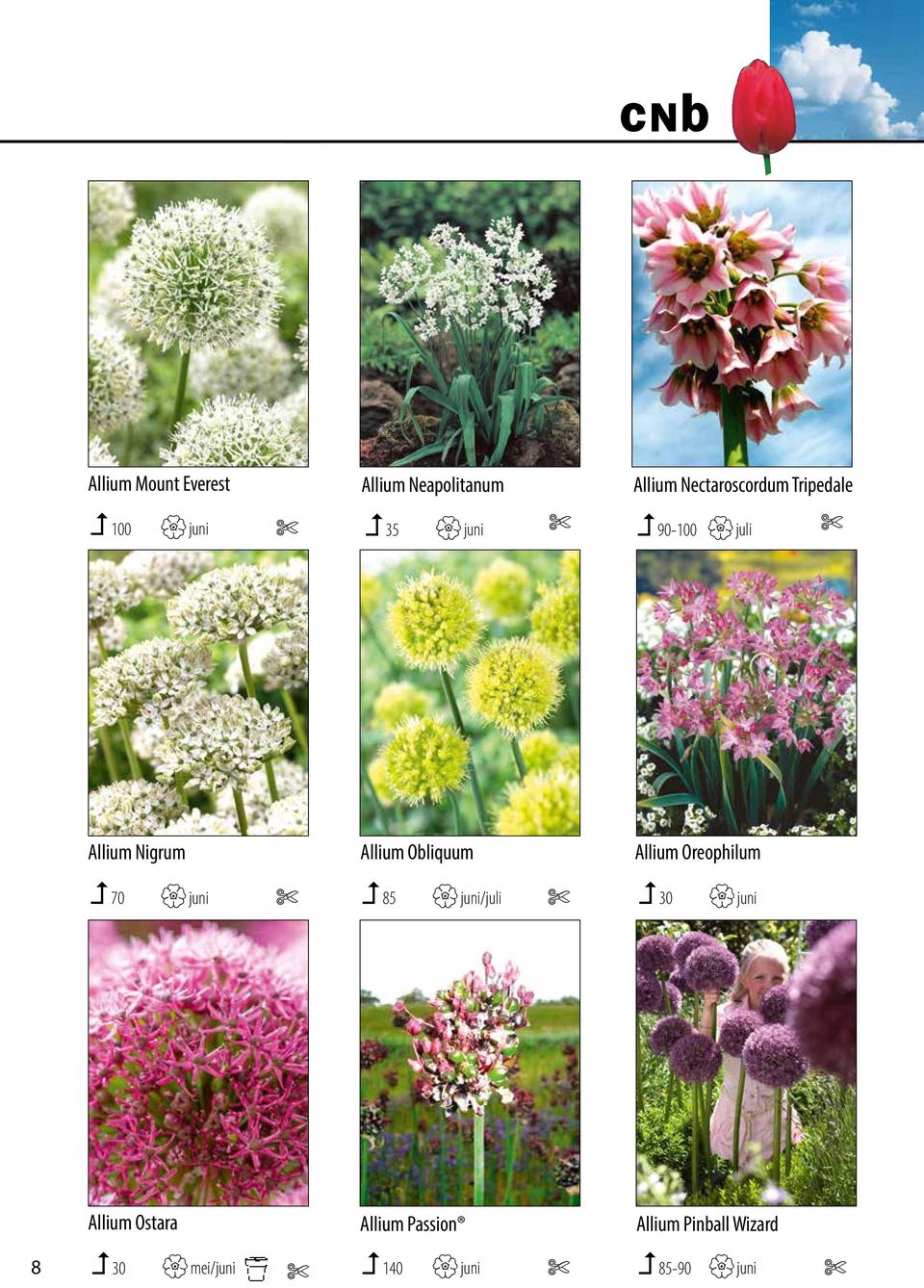 foto s kunt u bij juni 35 opvragen. Van sommige cultivars juni 90-100 heeft ook promotiemateriaal.