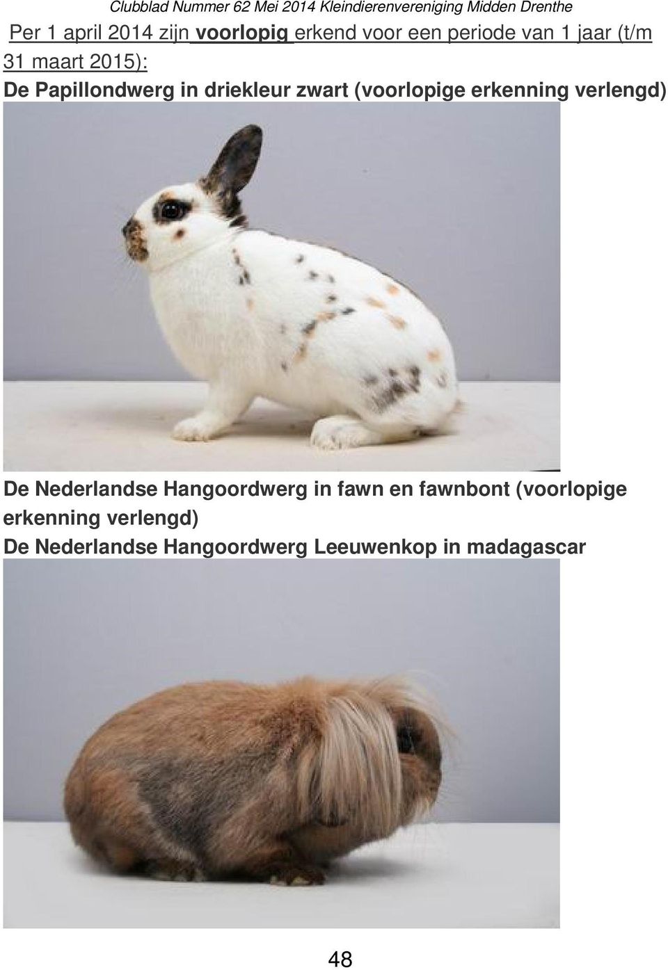 erkenning verlengd) De Nederlandse Hangoordwerg in fawn en fawnbont