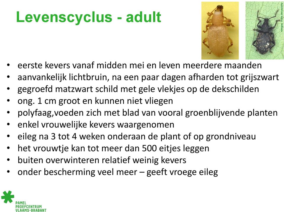 1 cm groot en kunnen niet vliegen polyfaag,voeden zich met blad van vooral groenblijvende planten enkel vrouwelijke kevers waargenomen