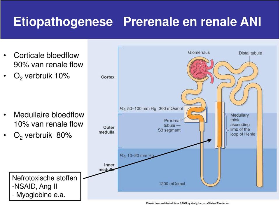 Medullaire bloedflow 10% van renale flow O 2