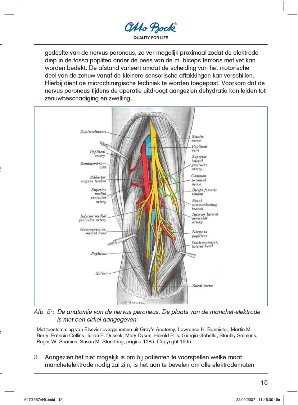Voorkom at e nervus peroneus tijens e operatie uitroogt aangezien ehyratie kan leien tot zenuwbeschaiging en zwelling. Afb. 5 : e anatomie van e nervus peroneus.