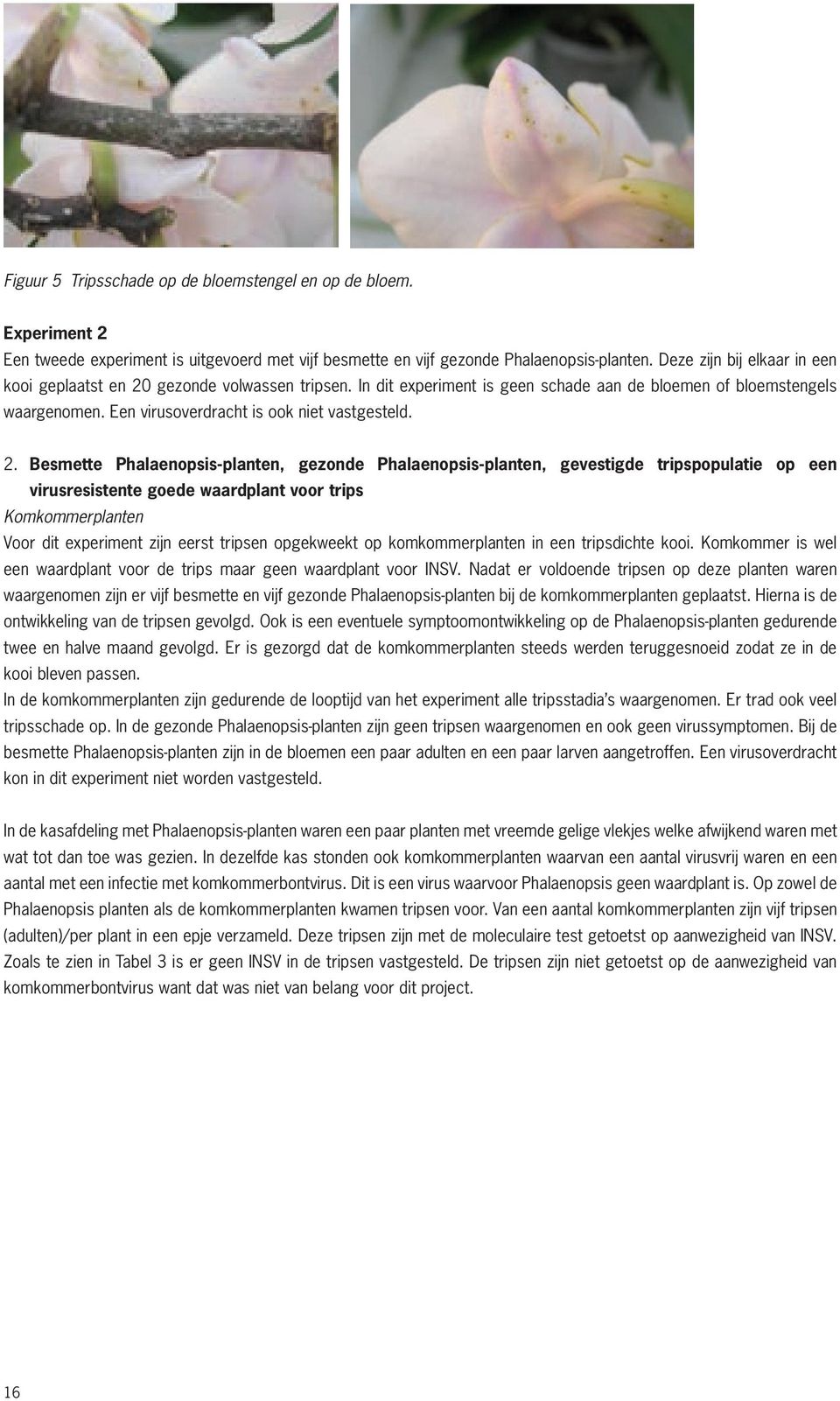 2. Besmette Phalaenopsis-planten, gezonde Phalaenopsis-planten, gevestigde tripspopulatie op een virusresistente goede waardplant voor trips Komkommerplanten Voor dit experiment zijn eerst tripsen