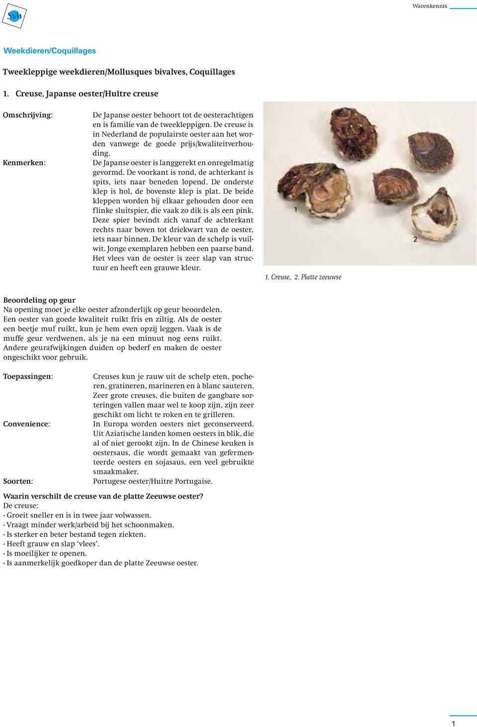 De creuse is in Nederland de populairste oester aan het worden vanwege de goede prijs/kwaliteitverhouding. De Japanse oester is langgerekt en onregelmatig gevormd.