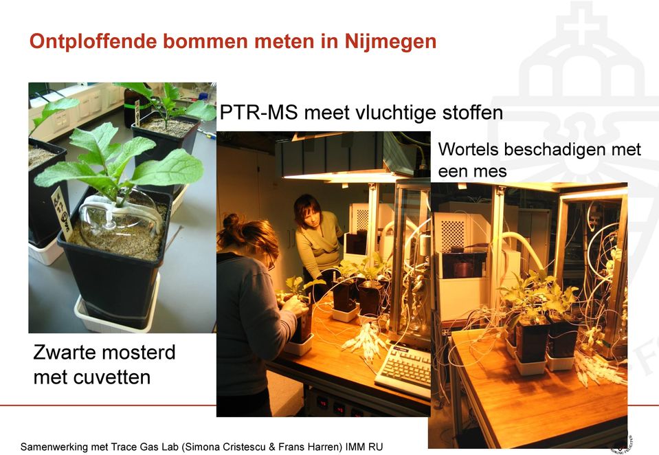 Zwarte mosterd met cuvetten Samenwerking met