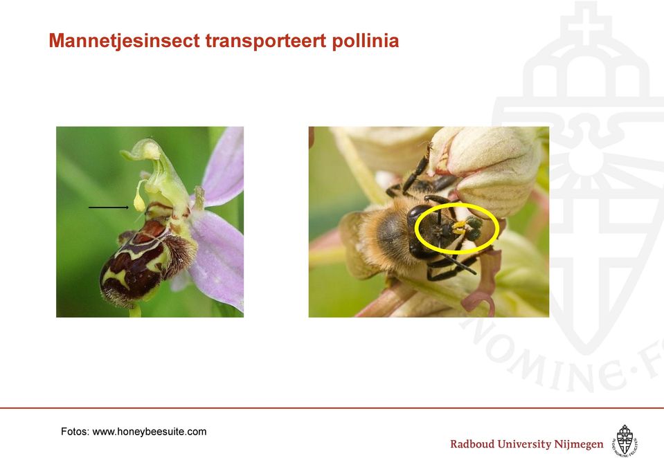 pollinia Fotos: