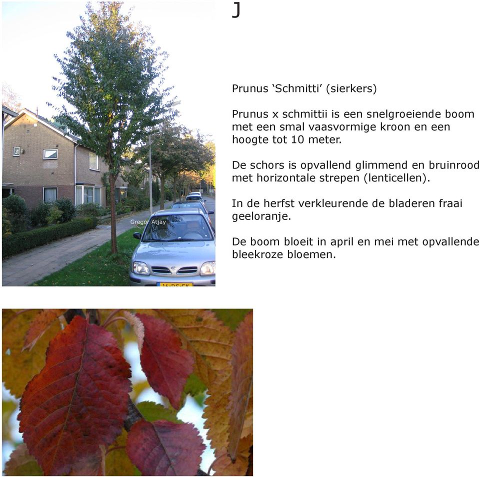 De schors is opvallend glimmend en bruinrood met horizontale strepen (lenticellen).