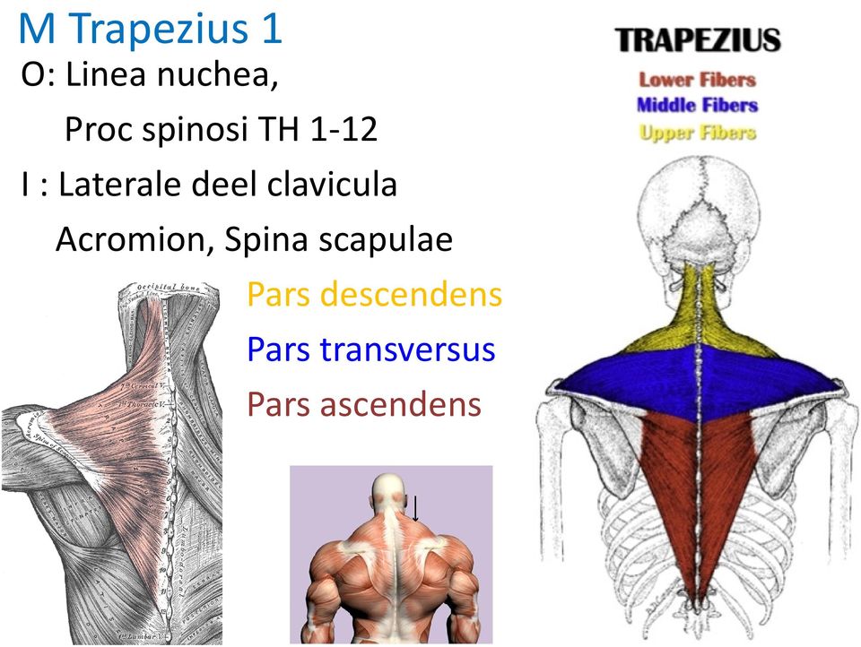 clavicula Acromion, Spina scapulae