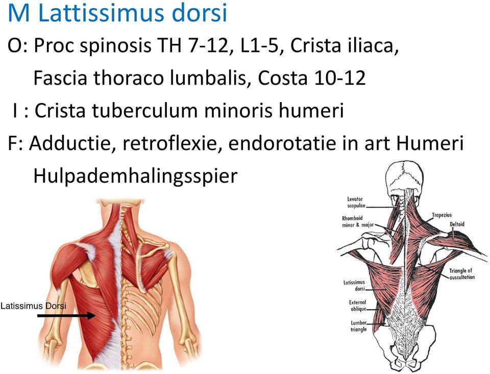 I : Crista tuberculum minoris humeri F: Adductie,