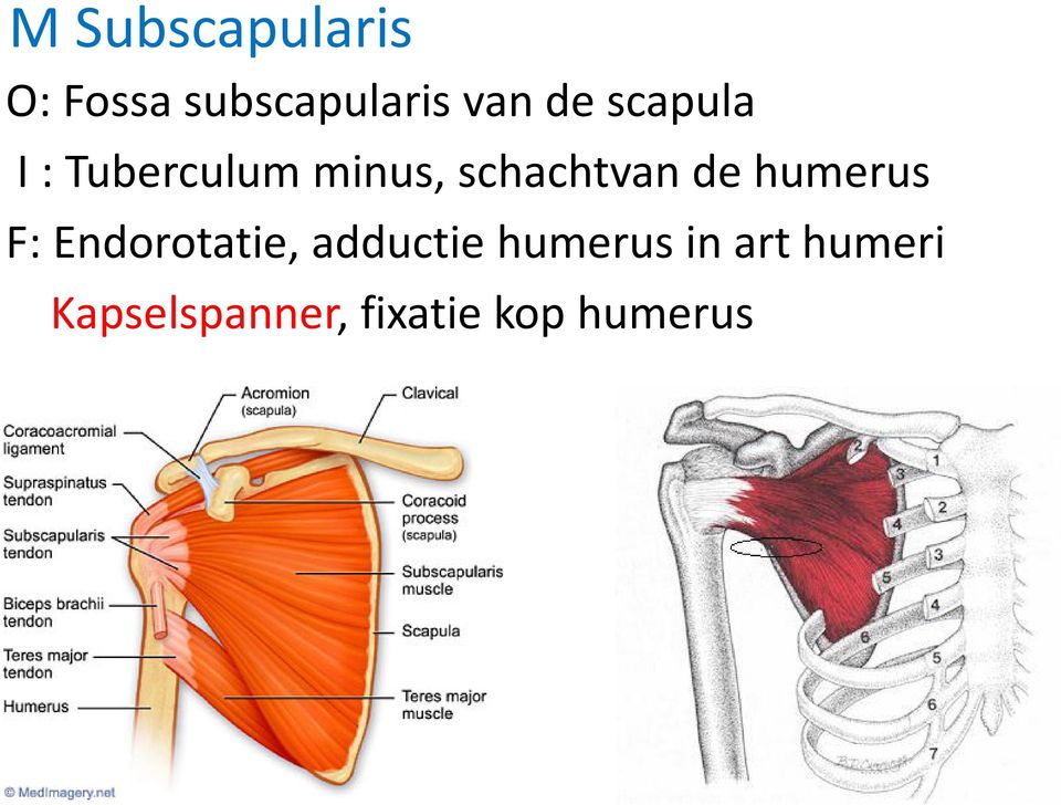 de humerus F: Endorotatie, adductie humerus