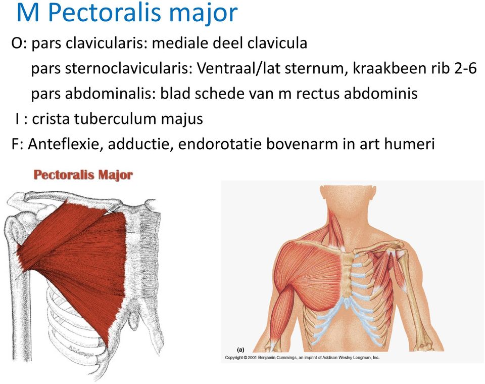 pars abdominalis: blad schede van m rectus abdominis I : crista