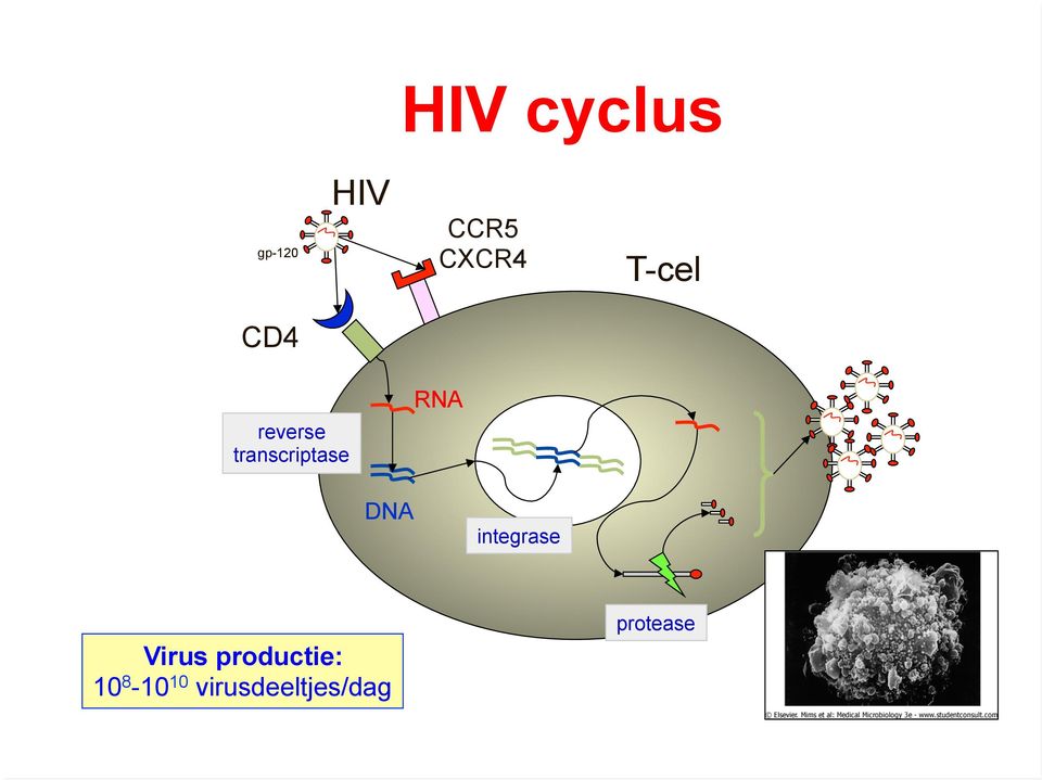 RNA DNA integrase Virus productie: