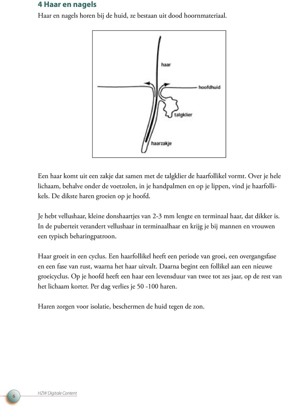 Je hebt vellushaar, kleine donshaartjes van 2-3 mm lengte en terminaal haar, dat dikker is.