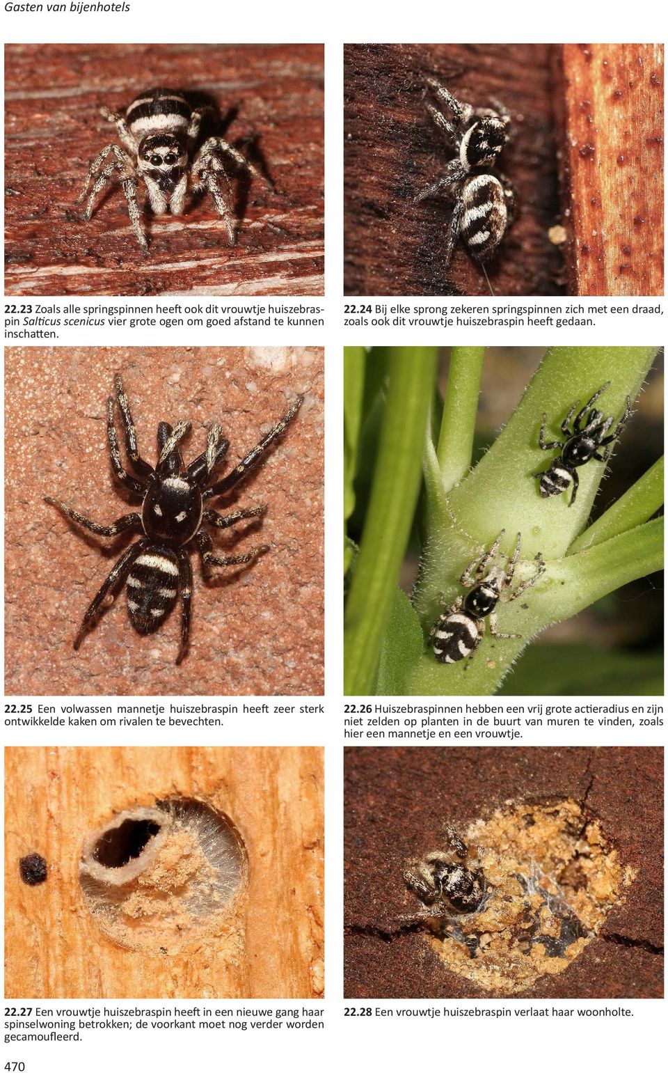 26 Huiszebraspinnen hebben een vrij grote actieradius en zijn niet zelden op planten in de buurt van muren te vinden, zoals hier een mannetje en een vrouwtje. 22.