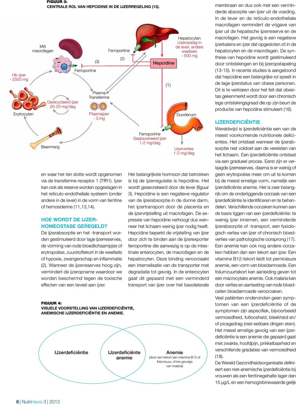 Ijzer kan ook als reserve worden opgeslagen in het reticulo-endotheliale systeem (onder andere in de lever) in de vorm van ferritine of hemosiderine (11,13,14). Hoe wordt de ijzerhomeostase geregeld?