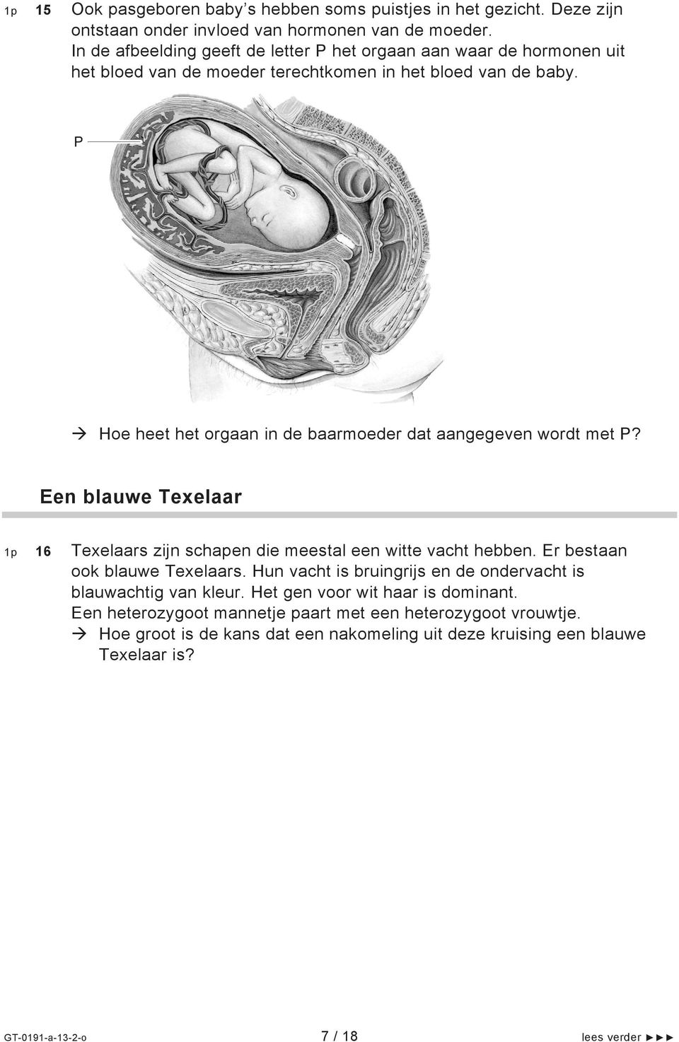 Hoe heet het orgaan in de baarmoeder dat aangegeven wordt met P? Een blauwe Texelaar 1p 16 Texelaars zijn schapen die meestal een witte vacht hebben. Er bestaan ook blauwe Texelaars.
