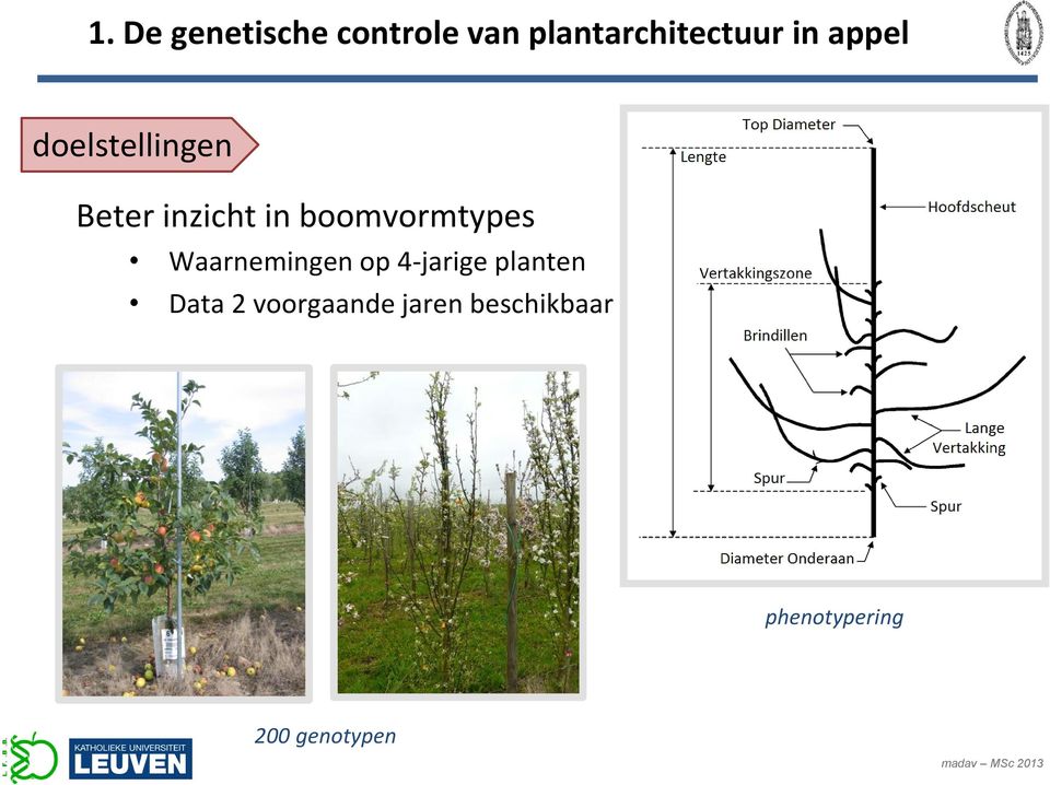 boomvormtypes Waarnemingen op 4-jarige planten