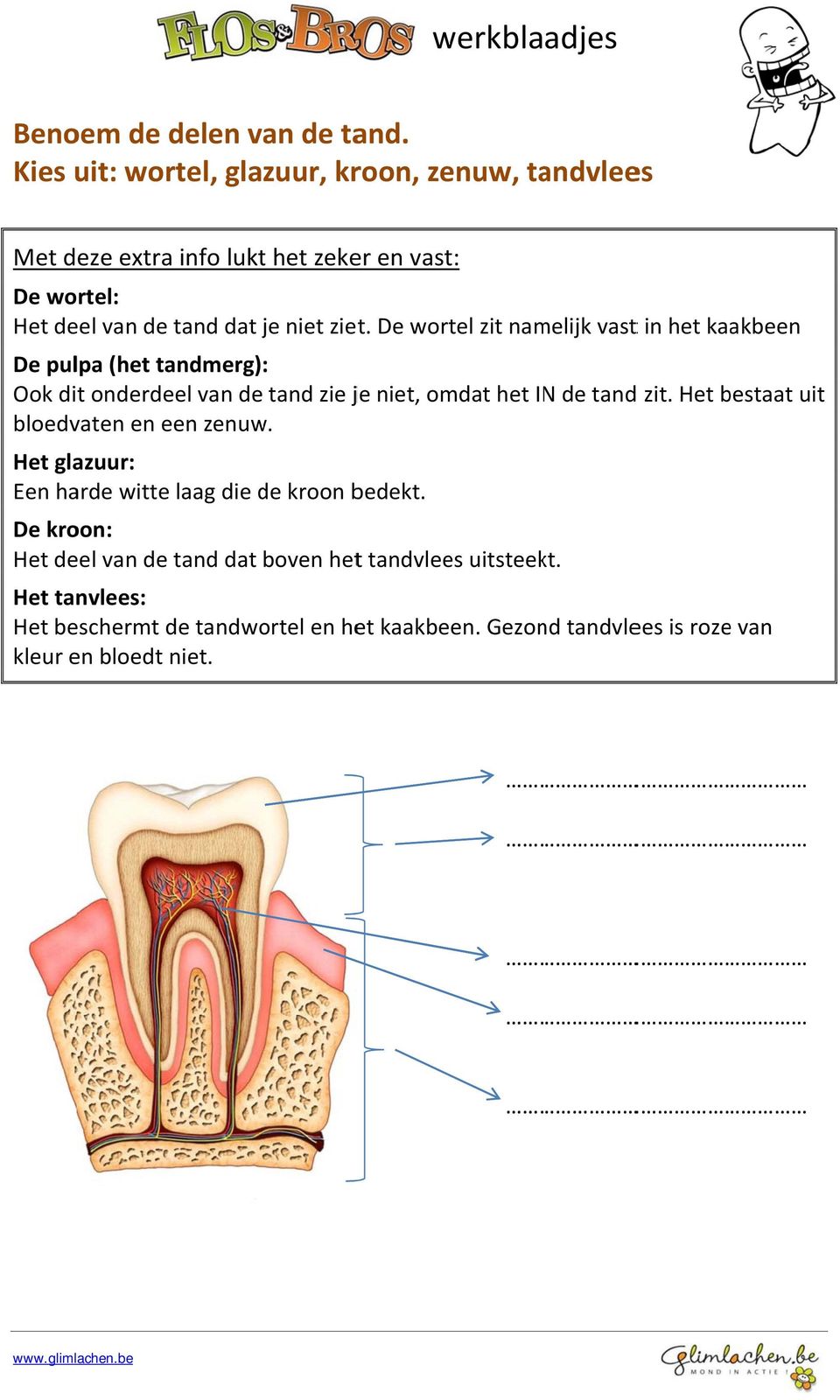 De wortel zit namelijk vastt in het kaakbeen De pulpa (het tandmerg) : ok dit onderdeel van de tand zie je niet, omdat het INN de tand zit.