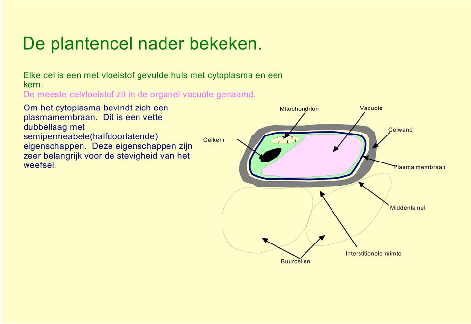 Dit is een vette dubbellaag met semipermeabele(halfdoorlatende) eigenschappen.