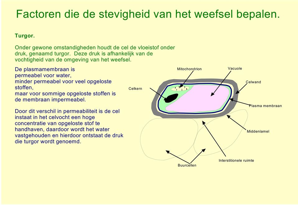 De plasmamembraan is permeabel voor water, minder permeabel voor veel opgeloste stoffen, maar voor sommige opgeloste stoffen is de membraan impermeabel.