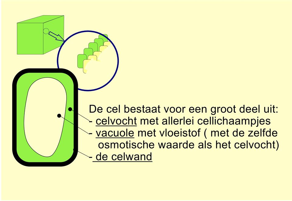 vacuole met vloeistof ( met de zelfde