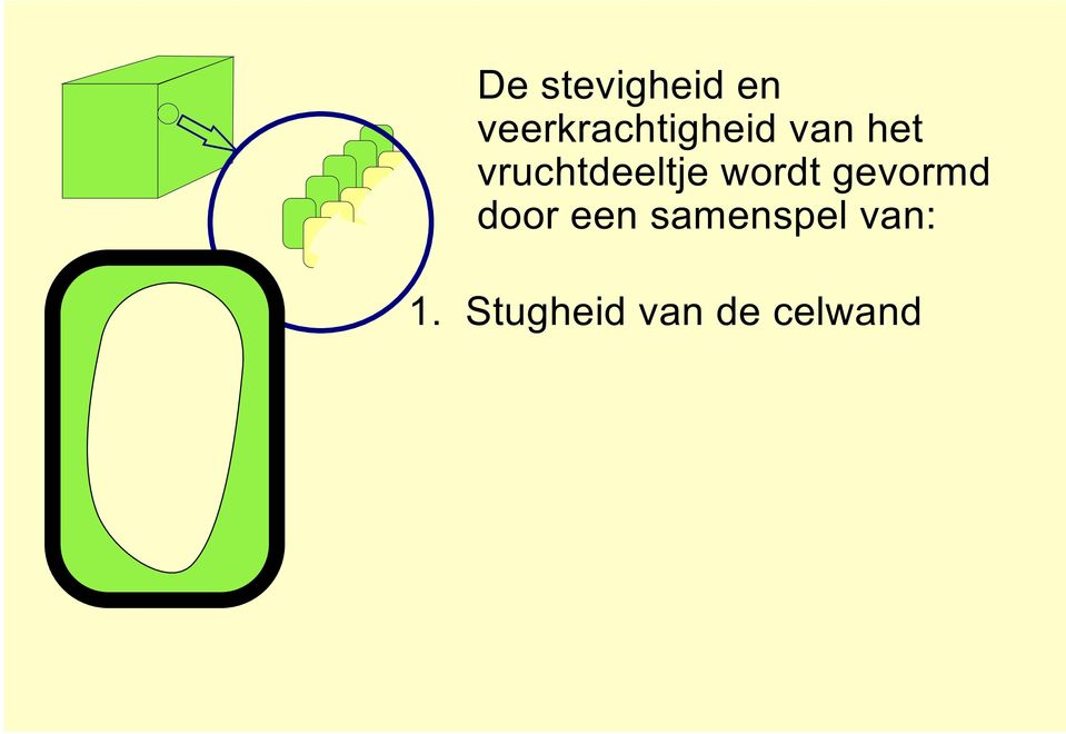 vruchtdeeltje wordt gevormd