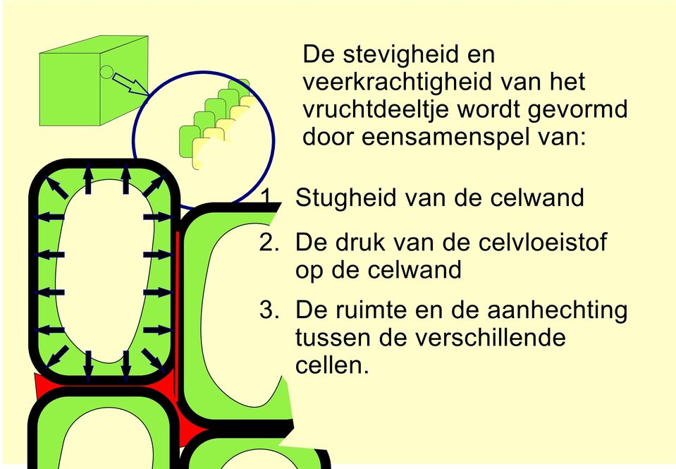 Stugheid van de celwand 2.